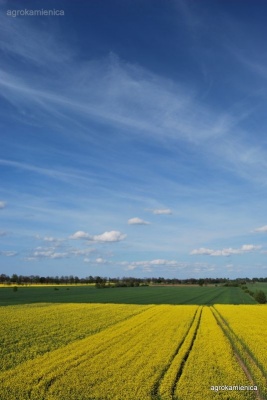 Pi�kne   okolice Malborka - fot. Agroturystyka Pod Bocianim Gniazdem (4 km od   Malborka) tel. 55 272 64 27