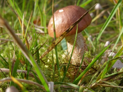 Skarby Sul�czyna