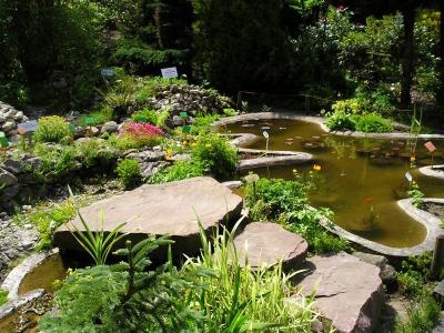 Ogr&oacute;d botaniczny Go�ubie - oczko wodne