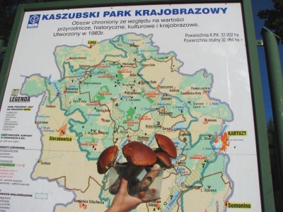 Grzybobranie na Kaszubach!