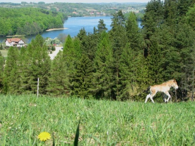 Wiosenna panorama na jezioro Ostrzyckie - z Wie�ycy Kotlinki