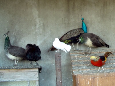 Agroturystyka Orzechowo