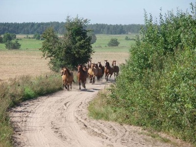 Stadnina J�dru� - przeja�d�ki konne po Kaszubach, nad morzem