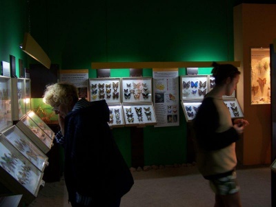 Muzeum Motyli - W�adys�awowo